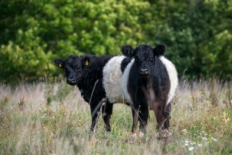 Artiodactyla, belted galloway, belties, bos taurus sspec.5, cattle, even-toed ungulate, galloway