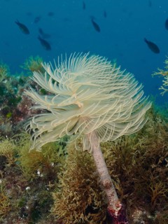 A fascinating spiral sea butterfly (Sabella spallanzanii) with delicate tentacles protrudes from