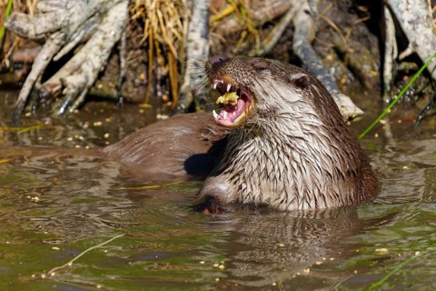 An otter showing its teeth while chewing in the water, European otter (Lutra lutra) Germany
