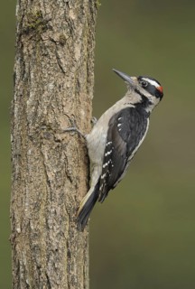 Hairy Woodpecker (Leuconotopicus villosus) male, British Columbia, Canada