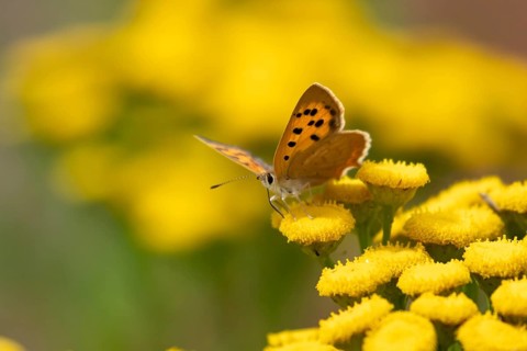 Small copper butterfly (Lycaena phlaeas) adult insect feeding on a garden Tansy flower in summer,