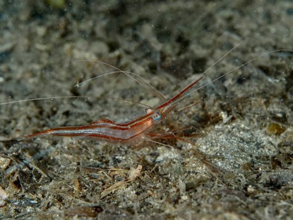 Brown shrimp, unicorn shrimp (Plesionika narval), on sandy seabed, dive site peninsula Giens,