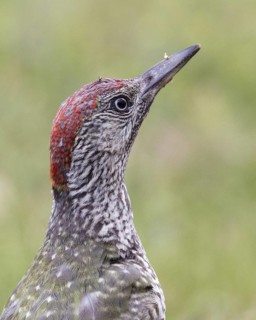 European Green Woodpecker (Picus viridis) juvenile female foraging, Mecklenburg-Western, Pomerania,