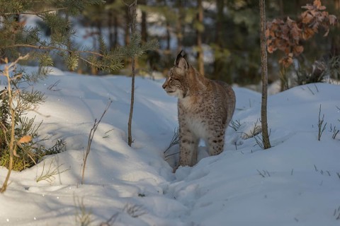 One young male Eurasian lynx, (Lynx lynx), walking over a snow covered forest ground in early