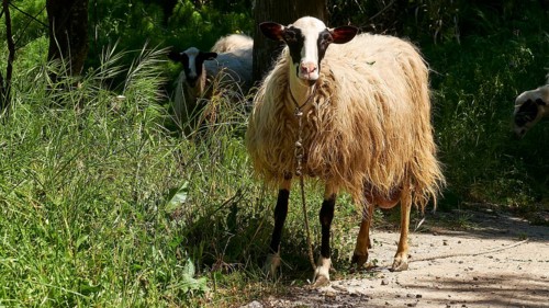 A sheep with thick wool standing on a path in a green forest landscape, sheep (e) or goat (n),