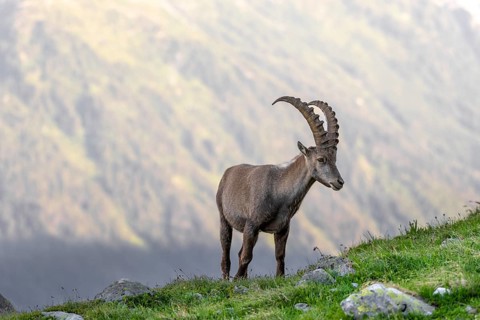 Alpine ibex (Capra ibex), adult male, Mont Blanc massif, Chamonix, France