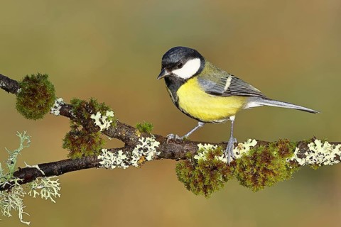 Great tit (Parus major), sitting on a branch overgrown with lichen and moss, Wilnsdorf, North