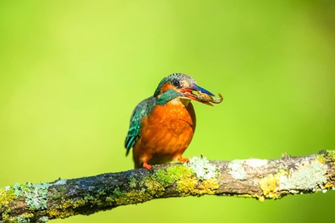 Common kingfisher (Alcedo atthis) with preyed fish sitting on a branch with autumncolours, wildife,