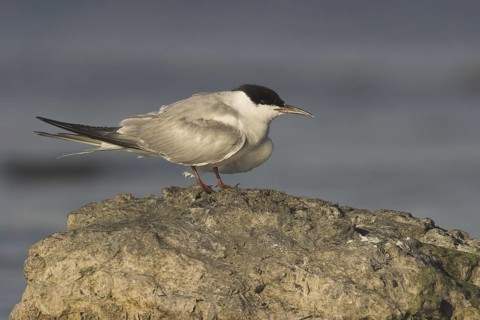 Common Tern (Sterna hirundo), Ontario, Canada