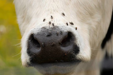 Domestic cattle or cow (Bos taurus) adult farm animal close up of its nose with flies around it,