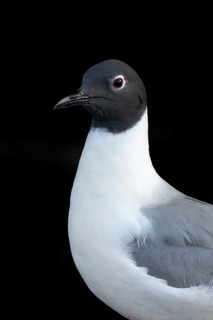 Bonaparte's Gull (Chroicocephalus philadelphia), British Columbia, Canada