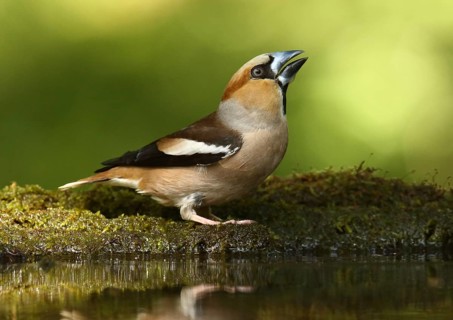 Hawfinch (Coccothraustes coccothraustes) male, Hungary