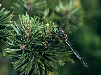 Alpine emerald dragonfly, alpine emerald, somatochlora alpestris, anisoptera, damselflies,