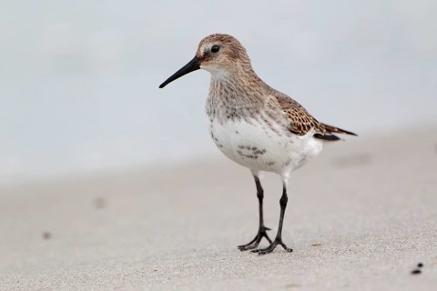 Alpenstrandläufer, lat. Calidris alpina, Seitenansicht, am Sandstrand der Düne von Helgoland