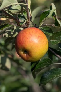 Apple (Malus domestica 'Cox's Orange'), ZALF Müncheberg, Germany