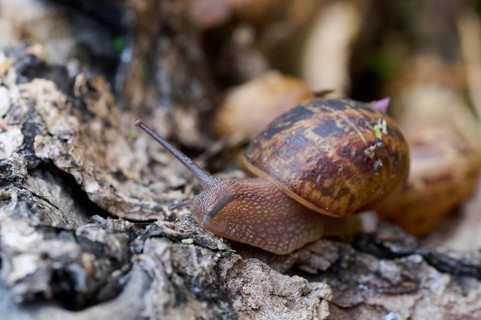 Detailed close-up image of a snail with a textured shell moving slowly over the rough surface of