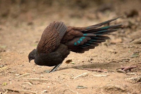 Mountain Peacock-Pheasant (Polyplectron inopinatum) male, Pahang, Malaysia