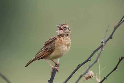 Bush Pipit (Anthus caffer), adult, on tree, on guard, singing, Pilanesberg National Park, North