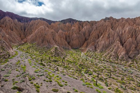 A stunning cactus landscape in Los Cardones National Park, Argentina, showcasing the unique desert