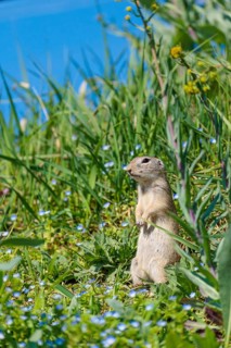 A fully grown ground squirrel (Spermophilus citellus) stands upright on a sunny day in a green