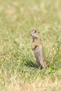 European ground squirrel (Spermophilus citellus) juvenile standing upright in a meadow, Burgenland