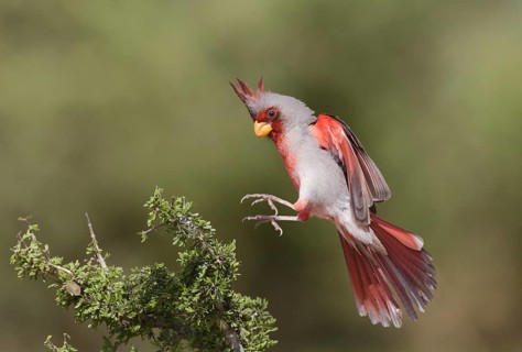 Pyrrhuloxia (Cardinalis sinuatus) male flying, Texas, USA