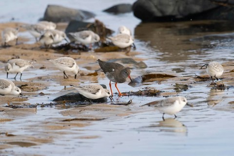 Redshank (Tringa totanus), and Sanderlings (Calidris alba), migrant waders, feeding on the