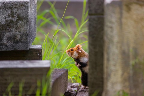 A European hamster (Cricetus cricetus), Eurasian hamster, black-bellied hamster or common hamster,