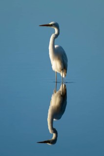 Great Egret (Ardea alba) standing in the shallow water zone of a lake, blue water, Lower Saxony,
