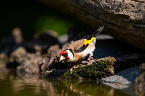European goldfinch (Carduelis carduelis) comes to drink, Hungary
