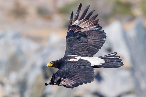 African Black Eagle (Aquila verreauxii), African Black Eagle, Verreaux's Eagle, Aigle de Verreaux,