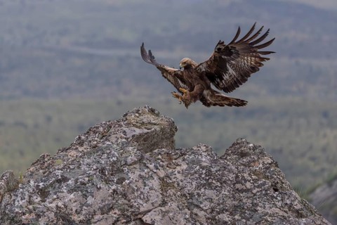 Golden eagle (Aquila chrysaetos), approaching a cliff, Extremadura, Spain