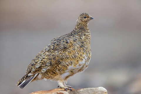 Rock ptarmigan, Svalbard Rock ptarmigan, Ptarmigan, (Lagopus mutus), Lagopus muta hyperbore),