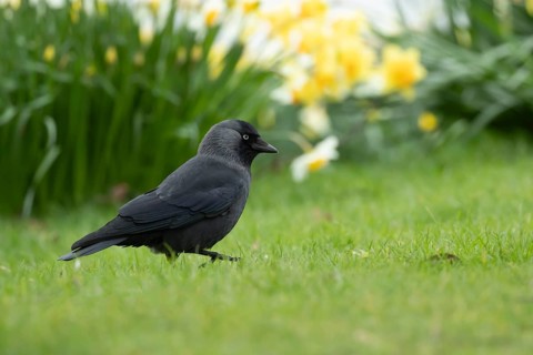 Jackdaw (Corvus monedula) adult bird on a garden grass lawn in spring, England, United Kingdom