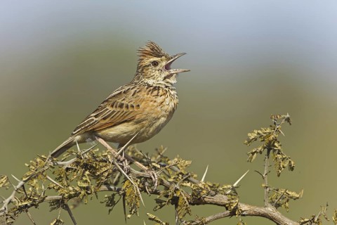Rufous-naped Lark (Mirafra africana) singing, South Africa