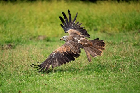 Black Kite (Milvus migrans), adult, flying, hunting, in summer, Rhineland-Palatinate, Germany
