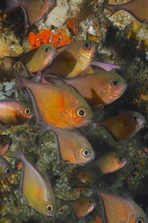 Schwenk's hatchetfish (Pempheris schwenkii)