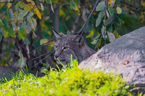 A Eurasian lynx, (Lynx lynx) hides behind rocks and vegetation close to a pond