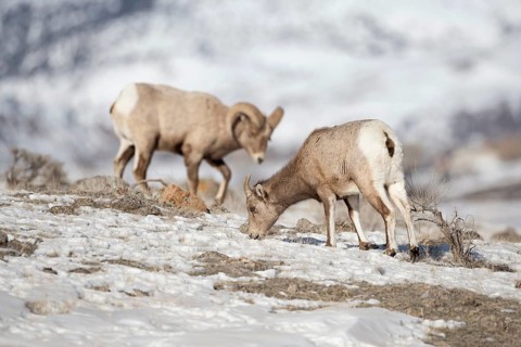 Bighorn Sheep (Ovis canadensis) male feeding, Yellowstone National Park, Wyoming, USA