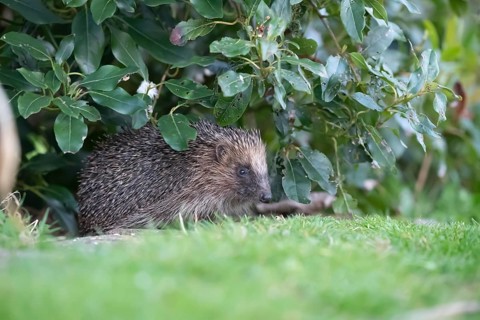 European hedgehog (Erinaceus europaeus) adult animal under a garden shrub plant in the spring,
