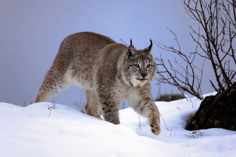 Eurasian lynx (Felis lynx), adult, snow, winter, foraging, Czech Republic