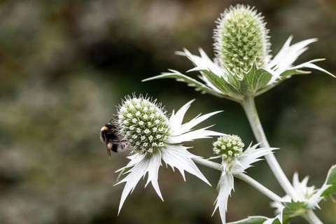 Large earth bumblebee (Bombus terrestris) on an ivory thistle (Eryngium giganteum), Emsland, Lower