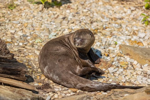 One giant otter or giant river otter (Pteronura brasiliensis) resting on the river bank