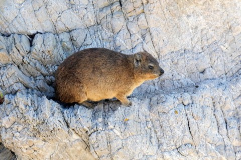Rock hyrax (Procavia capensis), adult, rocks, alert, Stony Point, Betty's Bay, Western Cape, South