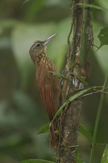 Buff-throated Woodcreeper (Xiphorhynchus guttatus), Manu National Park, Peru