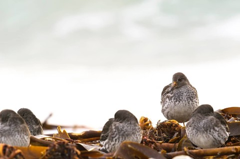 Common sandpiper (Calidris maritima), resting in the seaweed on the Heligoland dune, Heligoland,