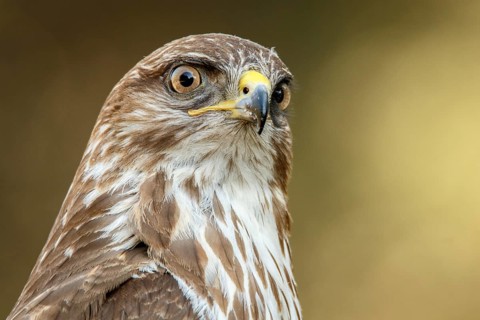 Common Buzzard (Buteo buteo), portrait, Castile and Leon, Spain