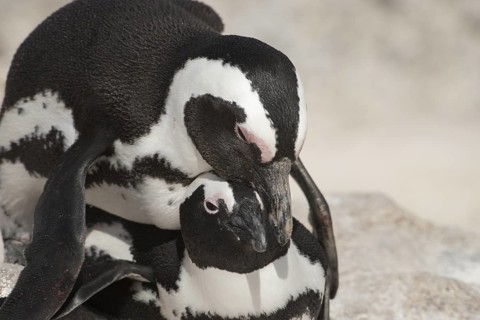 African Penguin (Spheniscus demersus) pair mating, South Africa