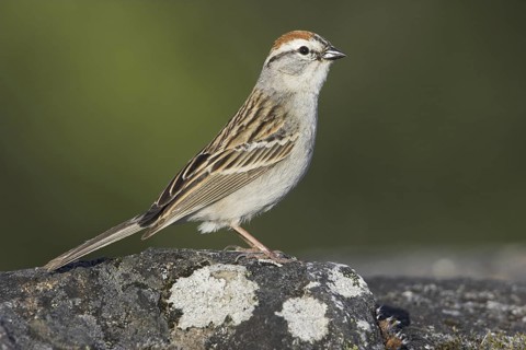 Chipping Sparrow (Spizella passerina), British Columbia, Canada