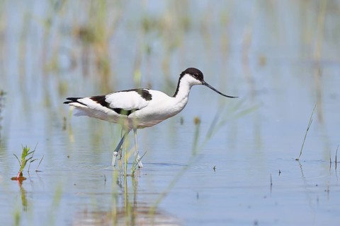 Avocet (Recurvirostra avosetta) adult wader standing in shallow water, Wildlife, Lake